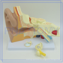 PNT-0670 Professional China Medical Anatomie 4-mal Riesen Ohr Modelle für die Schule